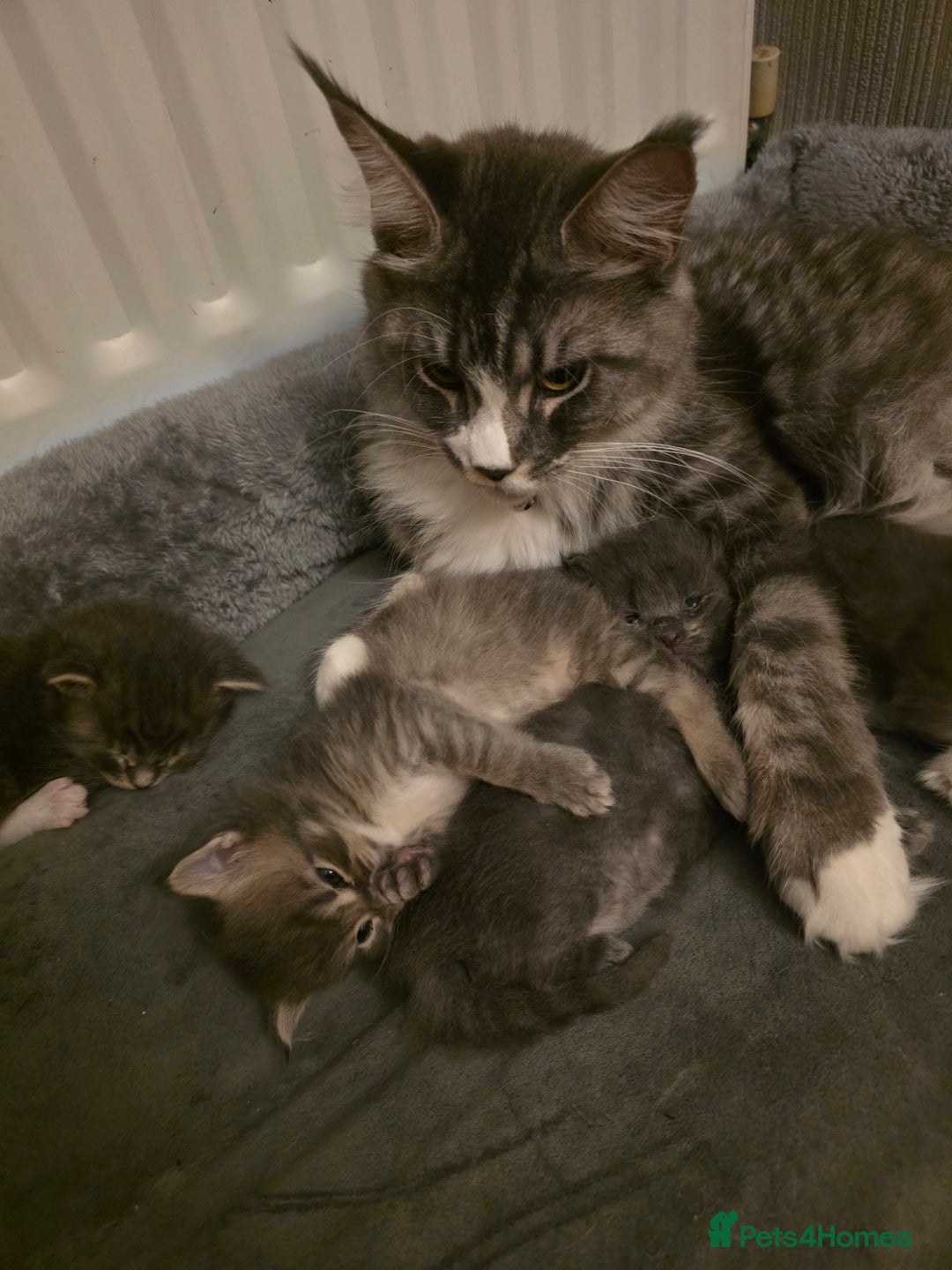 Maine Coon cats for sale: Beautiful Maine Coon Kittens 4 boys/2girl  - Advert 3