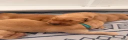 Golden Retriever dogs for sale: 2 beautiful golden boys left!✨🐾 - Advert 8