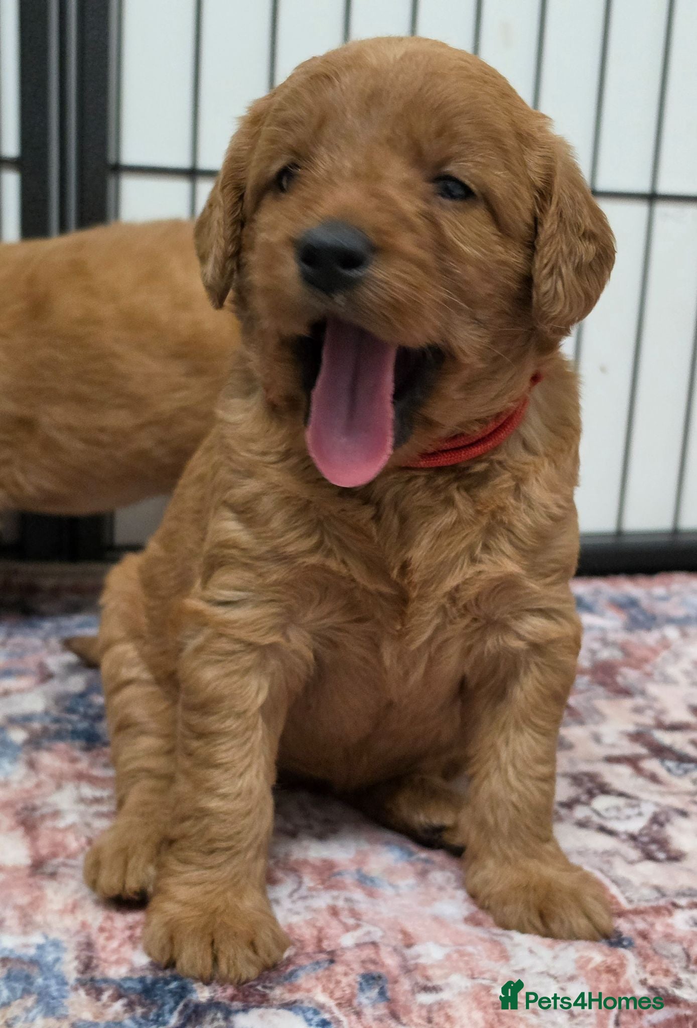 Labradoodle dogs LABRADOODLES F1 ( HEALTH TESTED PARENTS & G/PARENT - Advert 9