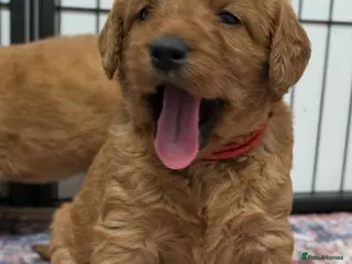 Labradoodle dogs LABRADOODLES F1 ( HEALTH TESTED PARENTS & G/PARENT - Advert 1