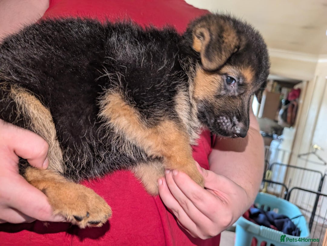 German Shepherd dogs for sale: German Shepard Puppies for Sale  - Image 23
