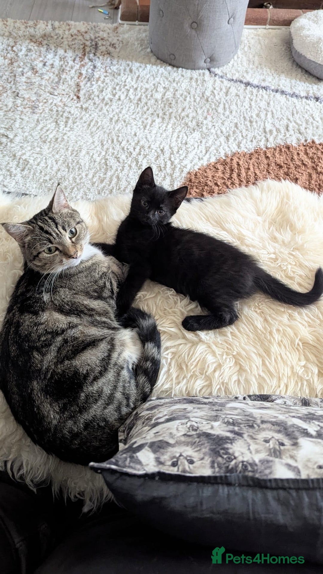 European cats for sale: Magic black kitten READY TO MOVE  - Image 11