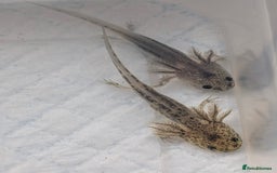 Axolotl reptiles for sale: *reduced*Rare Baby Lavender and wild type axolotl  - Image 19
