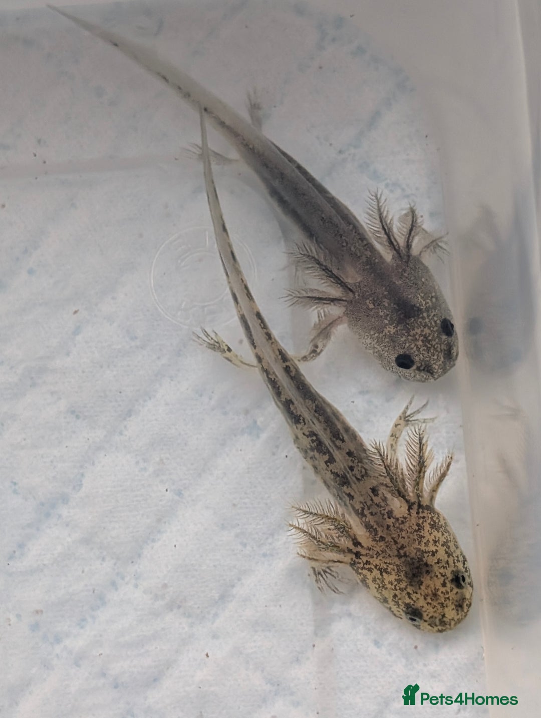Axolotl reptiles for sale: *reduced*Rare Baby Lavender and wild type axolotl  - Image 19