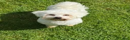 Maltipoo dogs for sale: Champagne F1 Maltipoo Puppies  - Advert 9