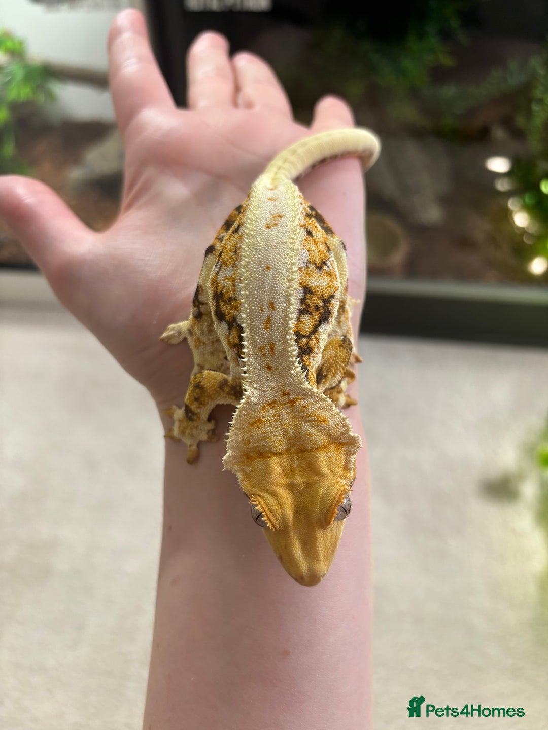 Gecko reptiles for sale: Tri Lilywhite Female Crested Gecko & Setup - Image 2