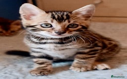 Bengal cats for sale: Beautiful Bengal kittens - Image 5
