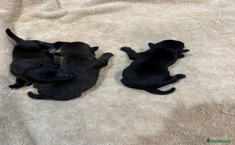 Patterdale Terrier dogs - Advert 1