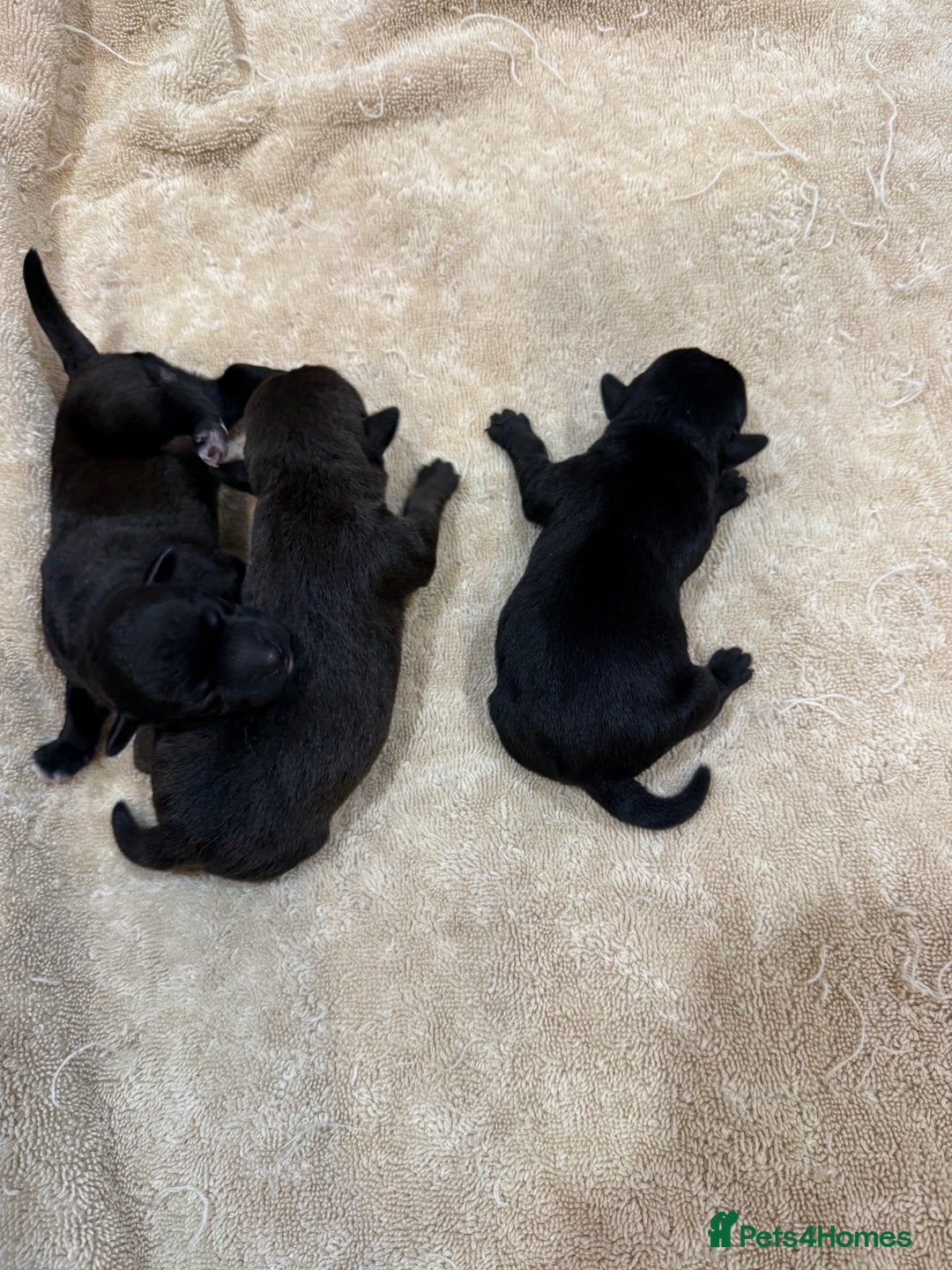 Patterdale Terrier dogs for sale: Patterdale terrier puppies  - Image 1
