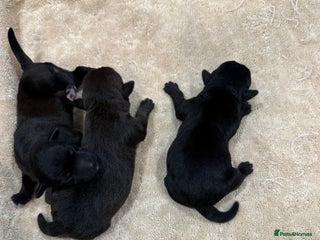 Patterdale Terrier dogs - Advert 1