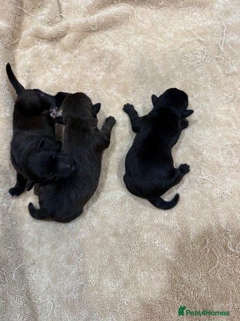 Patterdale Terrier dogs - Advert 1