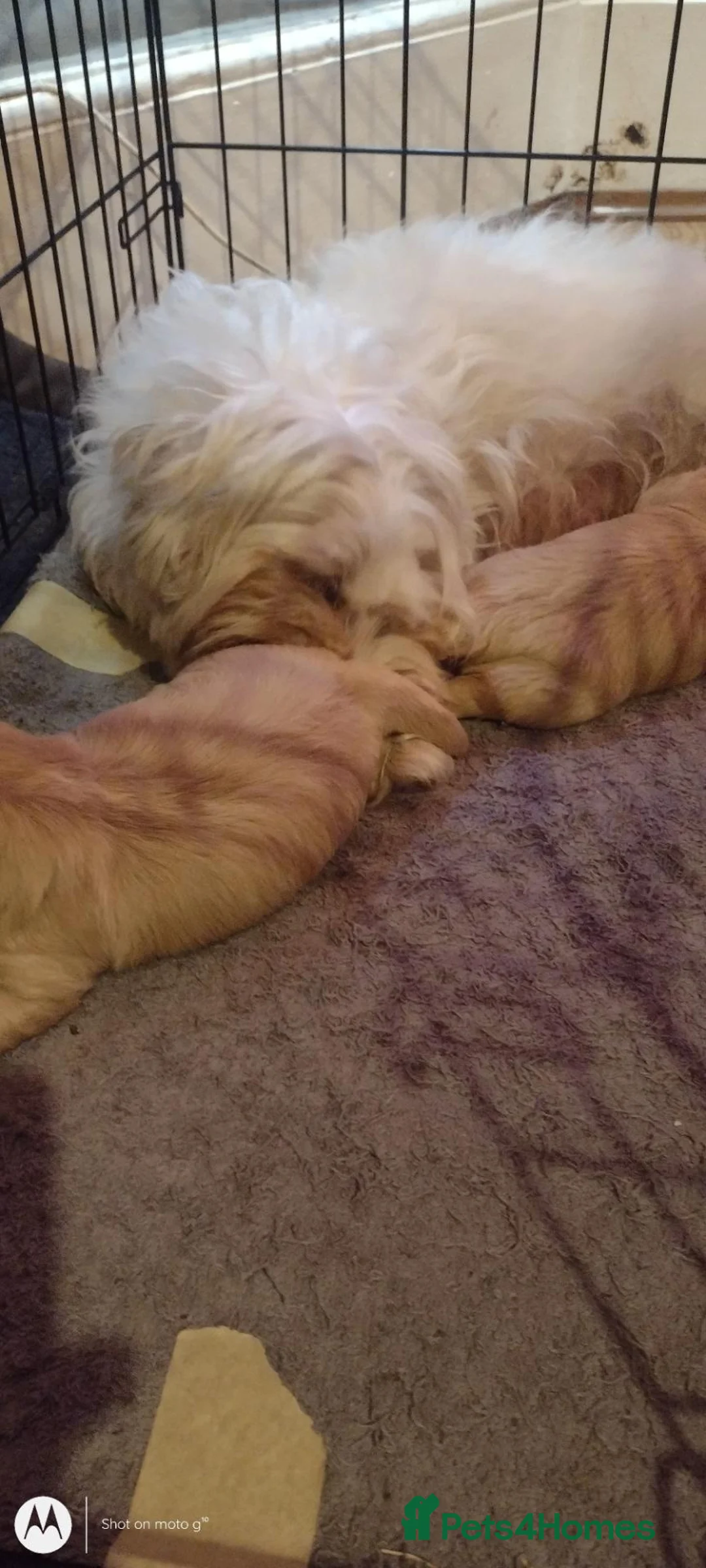 Mixed Breed dogs for sale: Two stunning blondes in London  - Advert 2