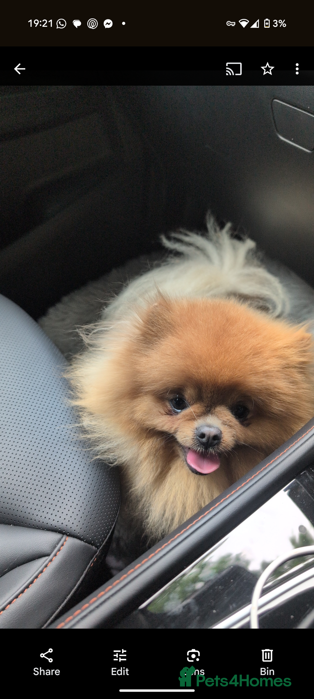 Pomeranian dogs for sale: Male Pomeranian  - Image 3