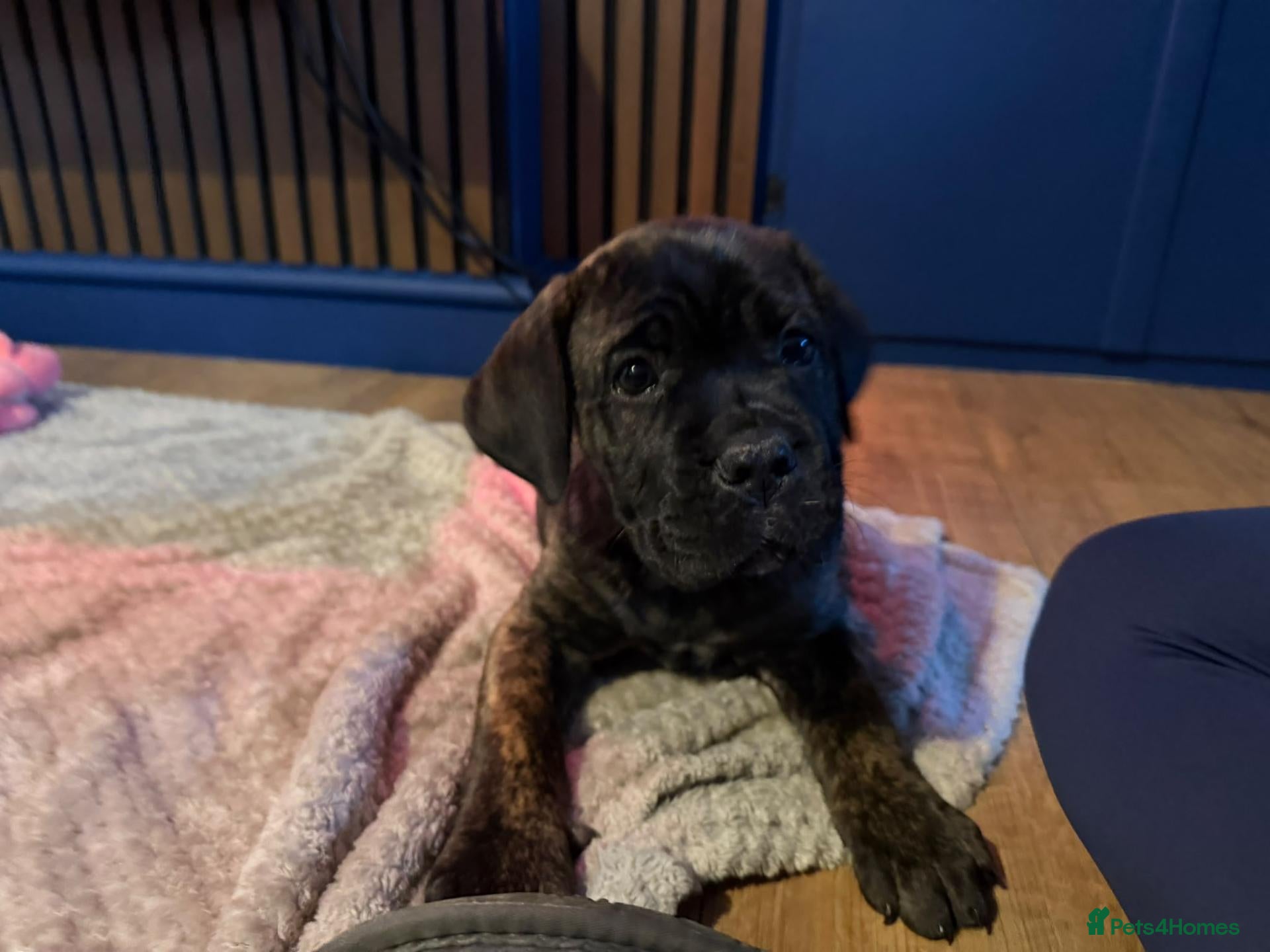 Cane Corso dogs *Ready to leave*Stunning cane corso pups - Advert 1