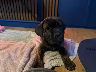 Cane Corso dogs *Ready to leave*Stunning cane corso pups - Advert 4