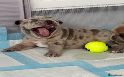 French Bulldog dogs for sale: French bulldog puppies - Image 15