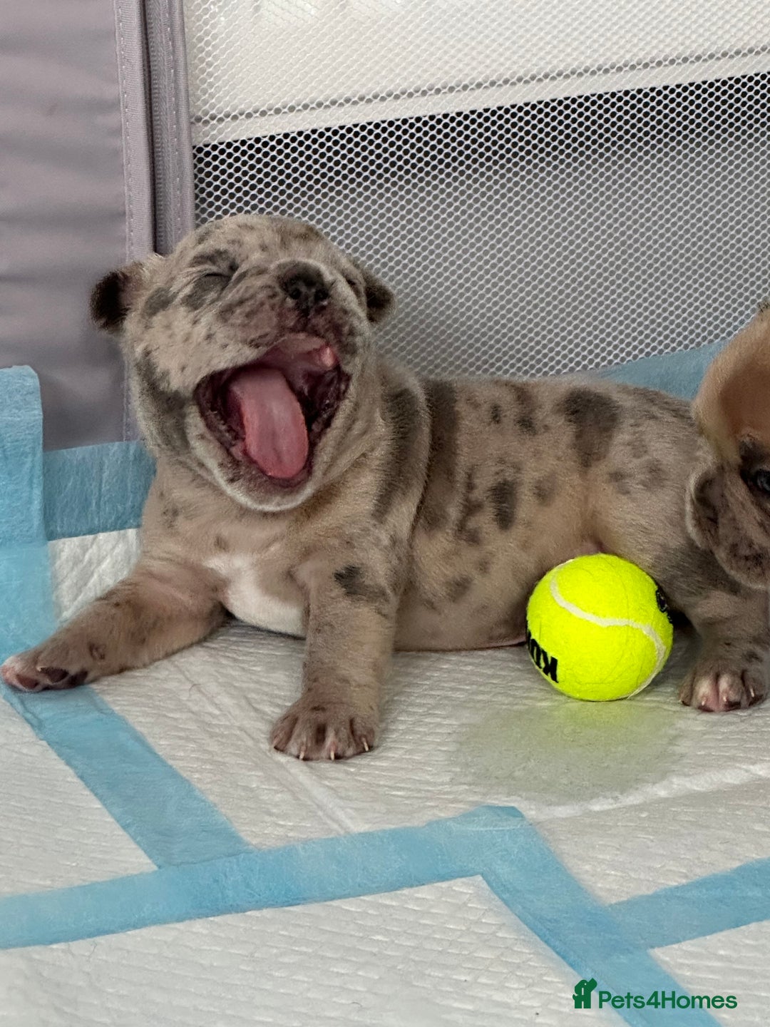 French Bulldog dogs for sale: French bulldog puppies - Image 15