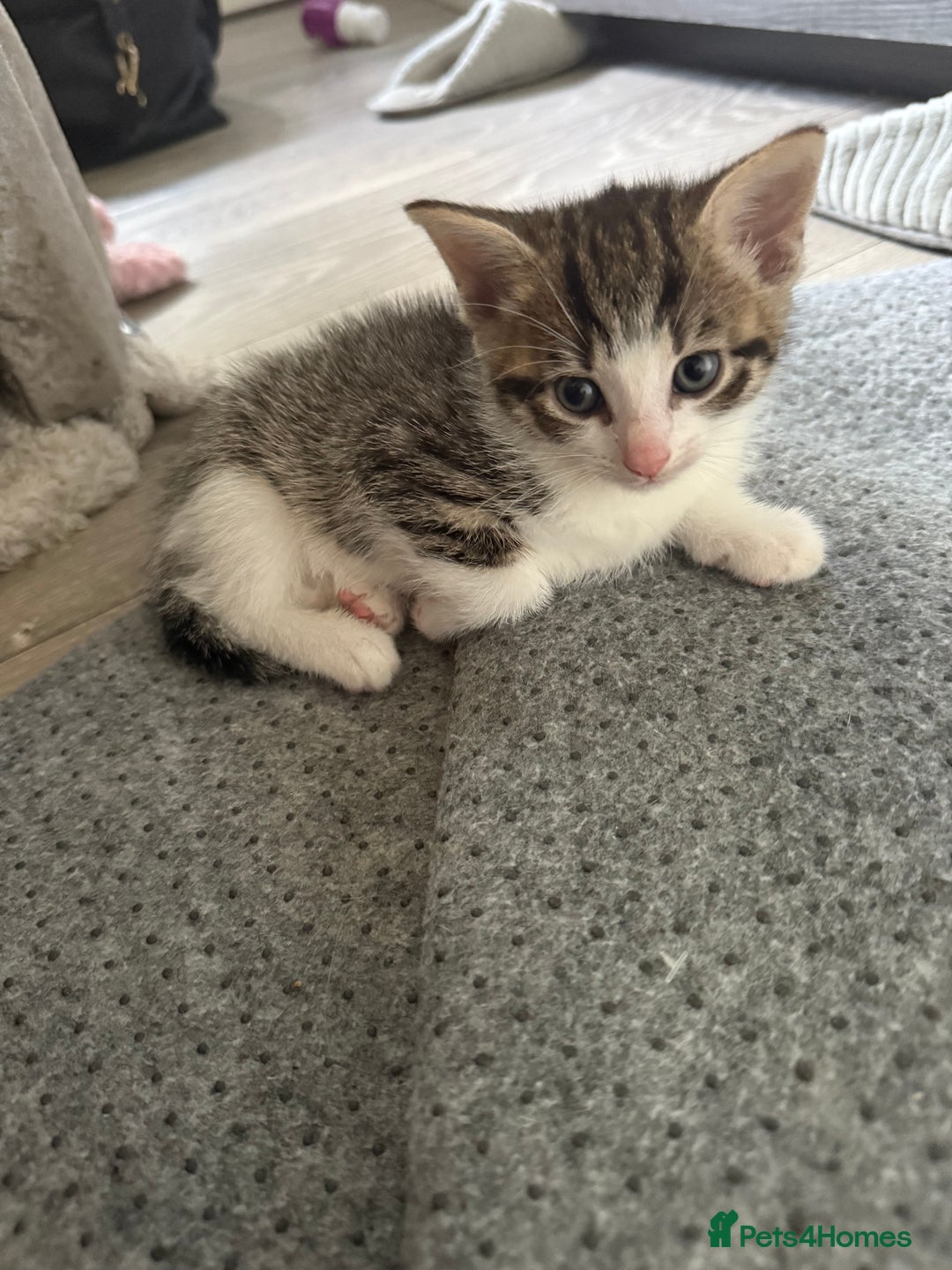Domestic Shorthair cats for sale: X3 kittens for sale all male  - Image 2