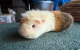 Guinea Pig rodents for sale: Two Teddy guinea pigs with Hutches  - Image 2