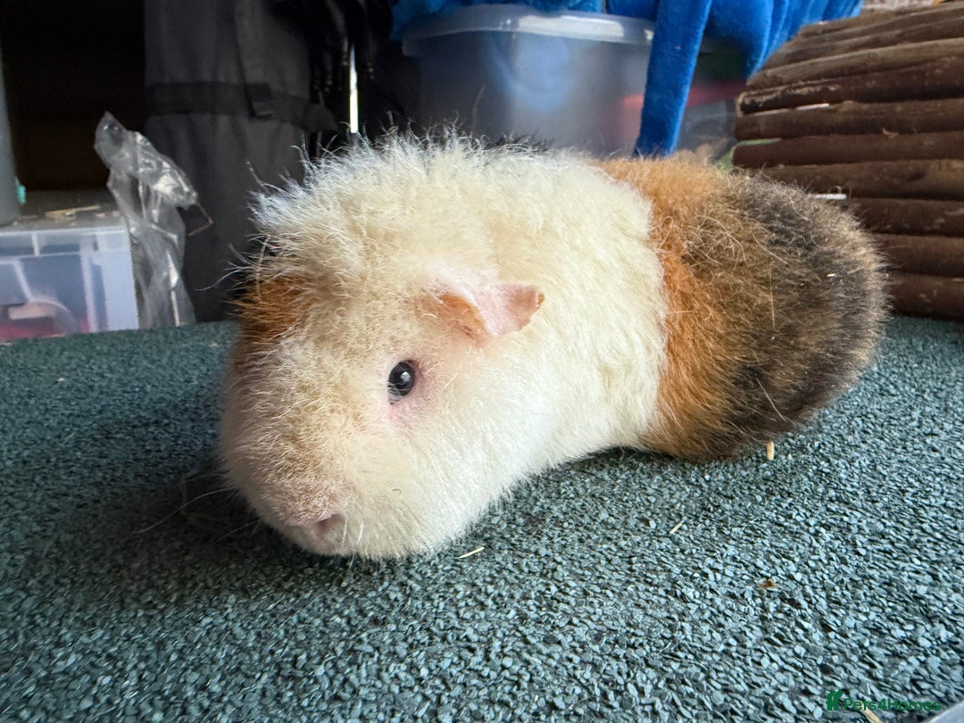 Guinea Pig rodents for sale: Two Teddy guinea pigs with Hutches  - Image 2