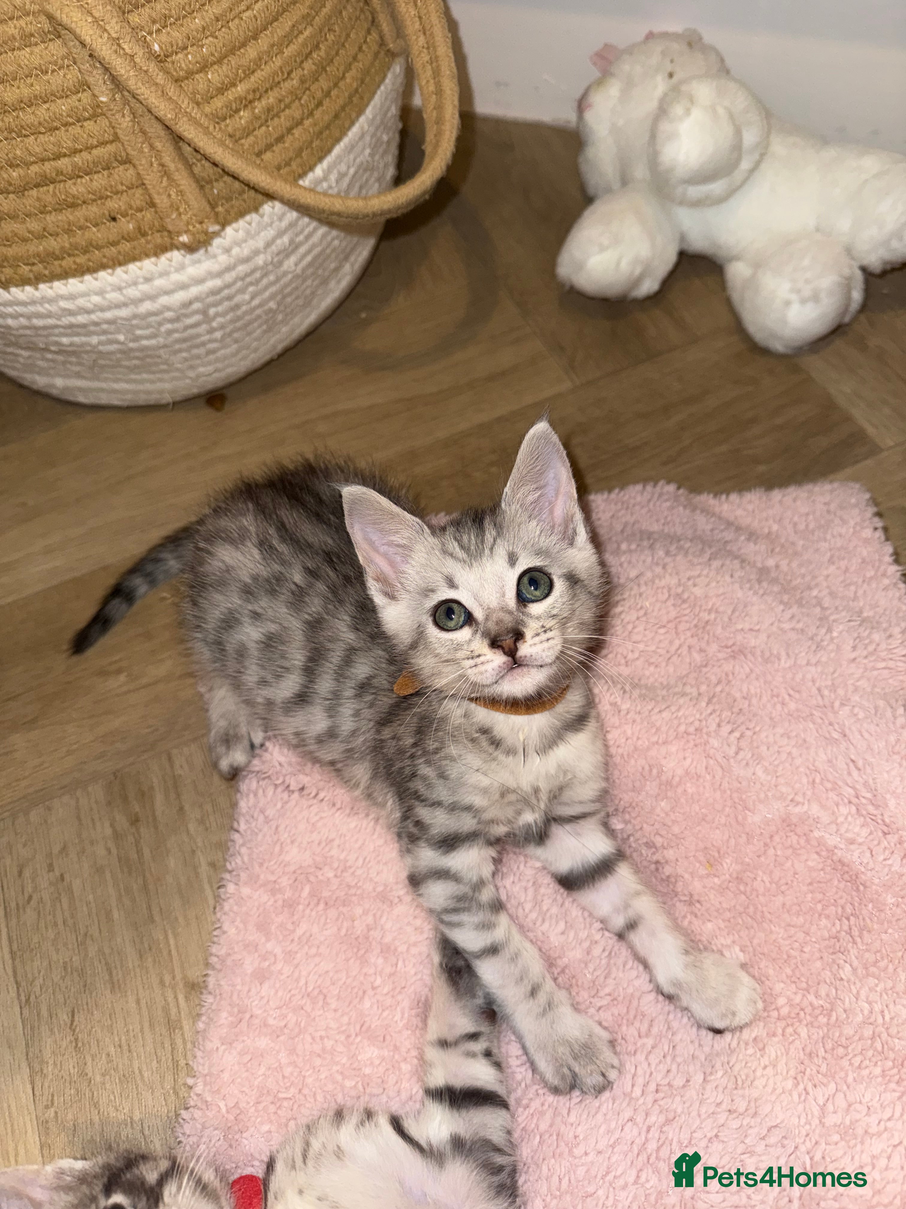 Maine Coon cats Maine Coon x Savannah Kittens - Advert 3