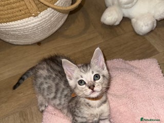 Maine Coon cats Maine Coon x Savannah Kittens - Advert 3