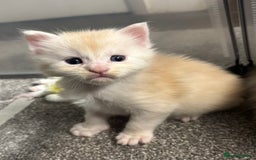 Maine Coon cats for sale: Beautiful RARE coloured Maine Coons - Image 33