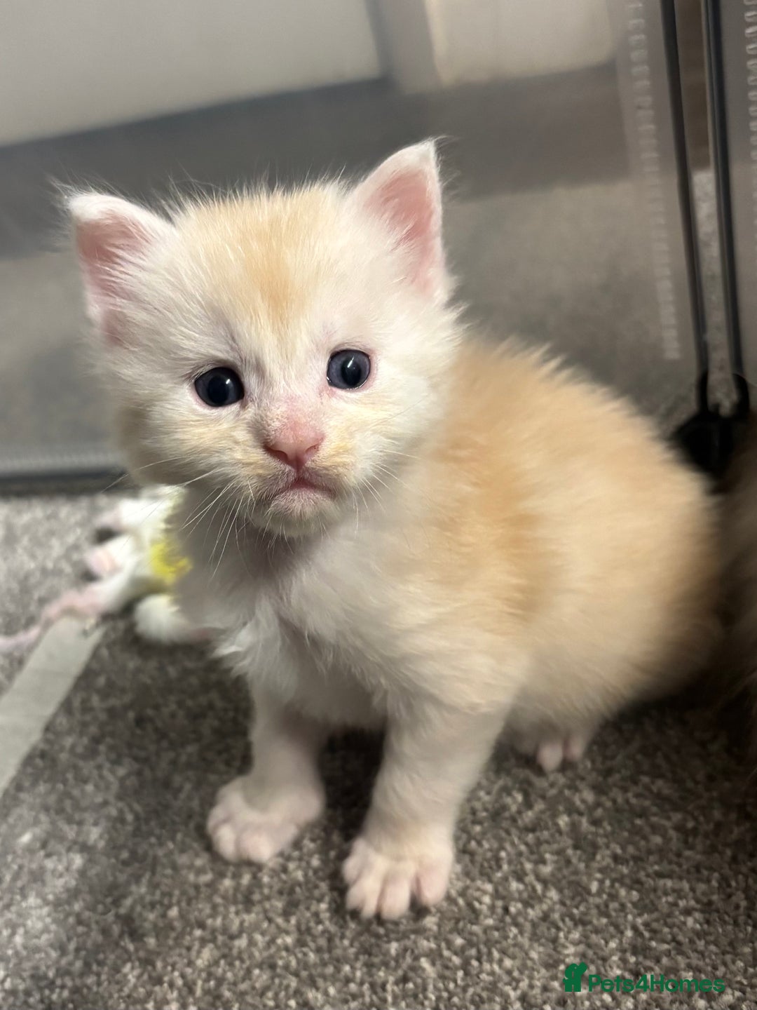 Maine Coon cats for sale: Beautiful RARE coloured Maine Coons - Image 33