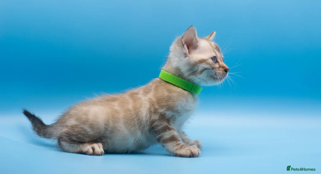 Bengal cats for sale: TICA Registered Bengal Kittens – Truly Magnificent - Advert 32