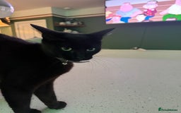 Mixed Breed cats for sale: Cat and kittens - Image 1