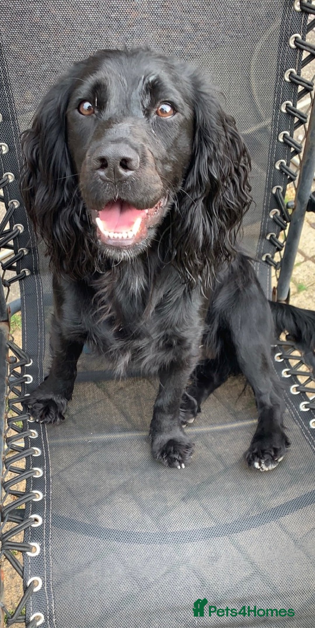 Cocker Spaniel dogs for sale: Beautiful litter of Cocker Spaniel puppies from - Advert 5