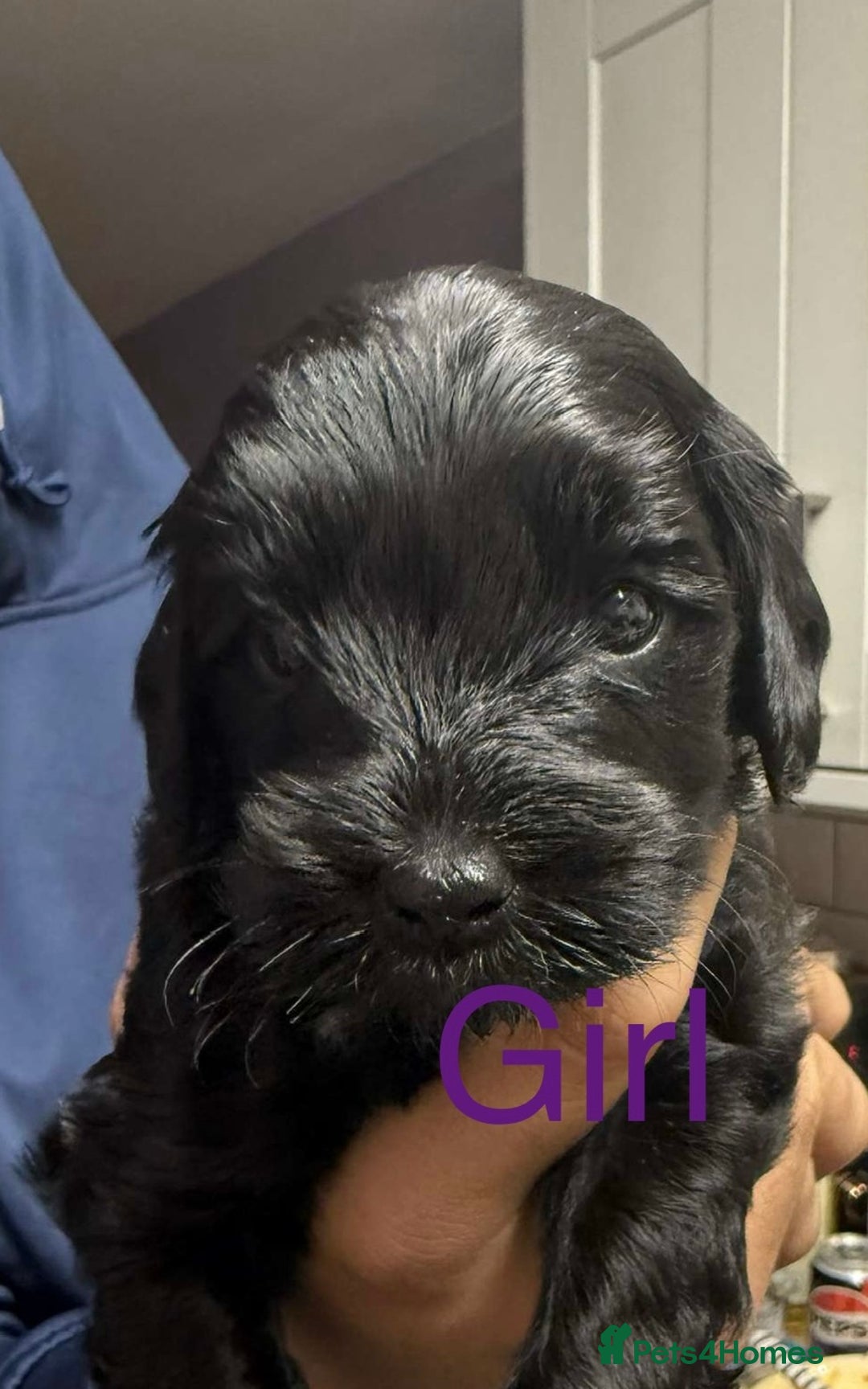Cockapoo dogs for sale: Stunning multi generation cockapoos  - Image 4