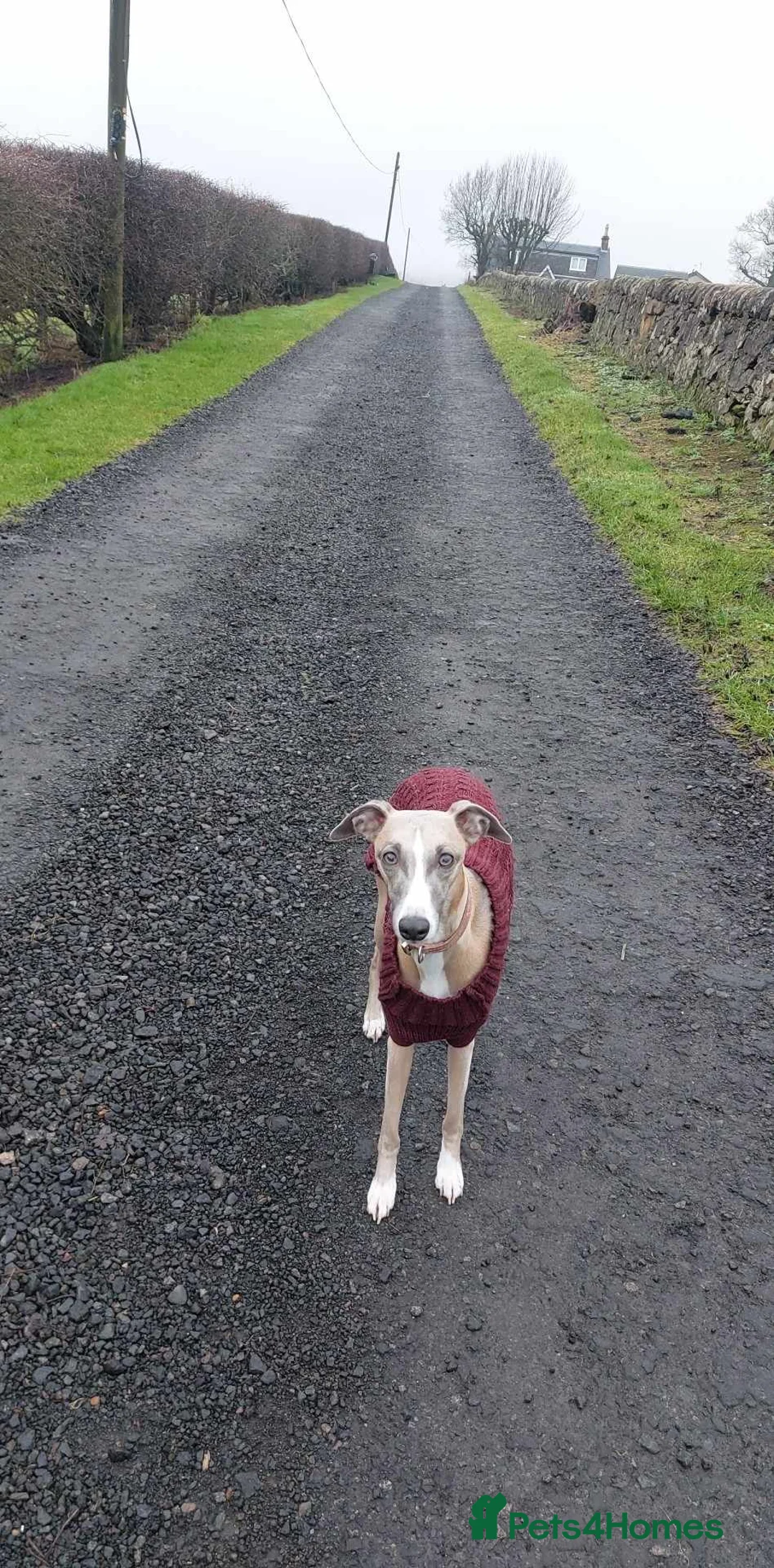 Whippet dogs for sale: 4yr old whippet bitch in Tillicoultry - Advert 5