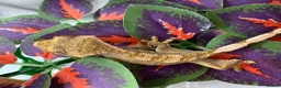 Mixed Breed reptiles for sale: various geckos! - Advert 12