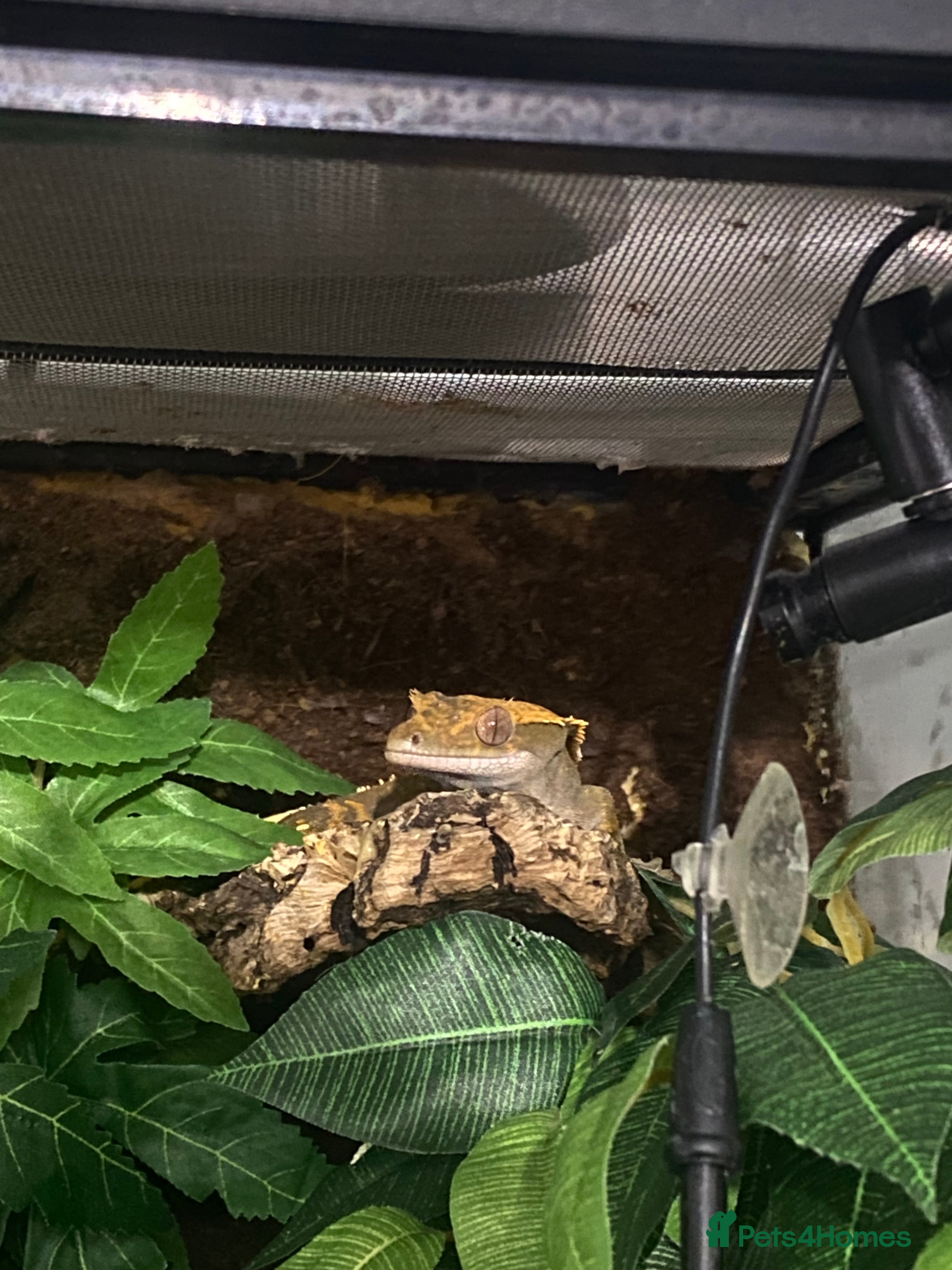 Gecko reptiles REGGIE the gecko+ full enclosure  - Advert 1