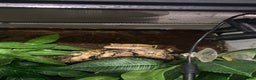 Gecko reptiles for sale: REGGIE the gecko+ full enclosure  - Advert 1