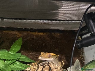 Gecko reptiles REGGIE the gecko+ full enclosure - Advert 1