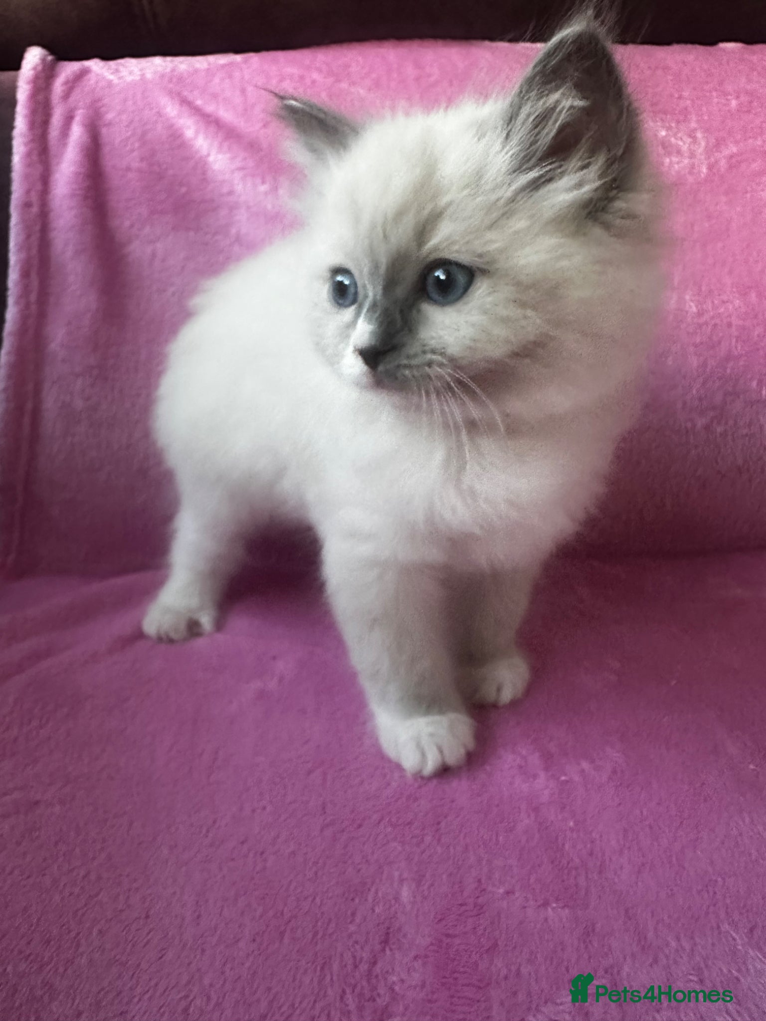 Ragdoll cats for sale: Beautiful Purebred Ragdoll Kittens - Advert 10