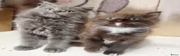British Longhair cats for sale: Playful and beautiful kittens - Advert 1