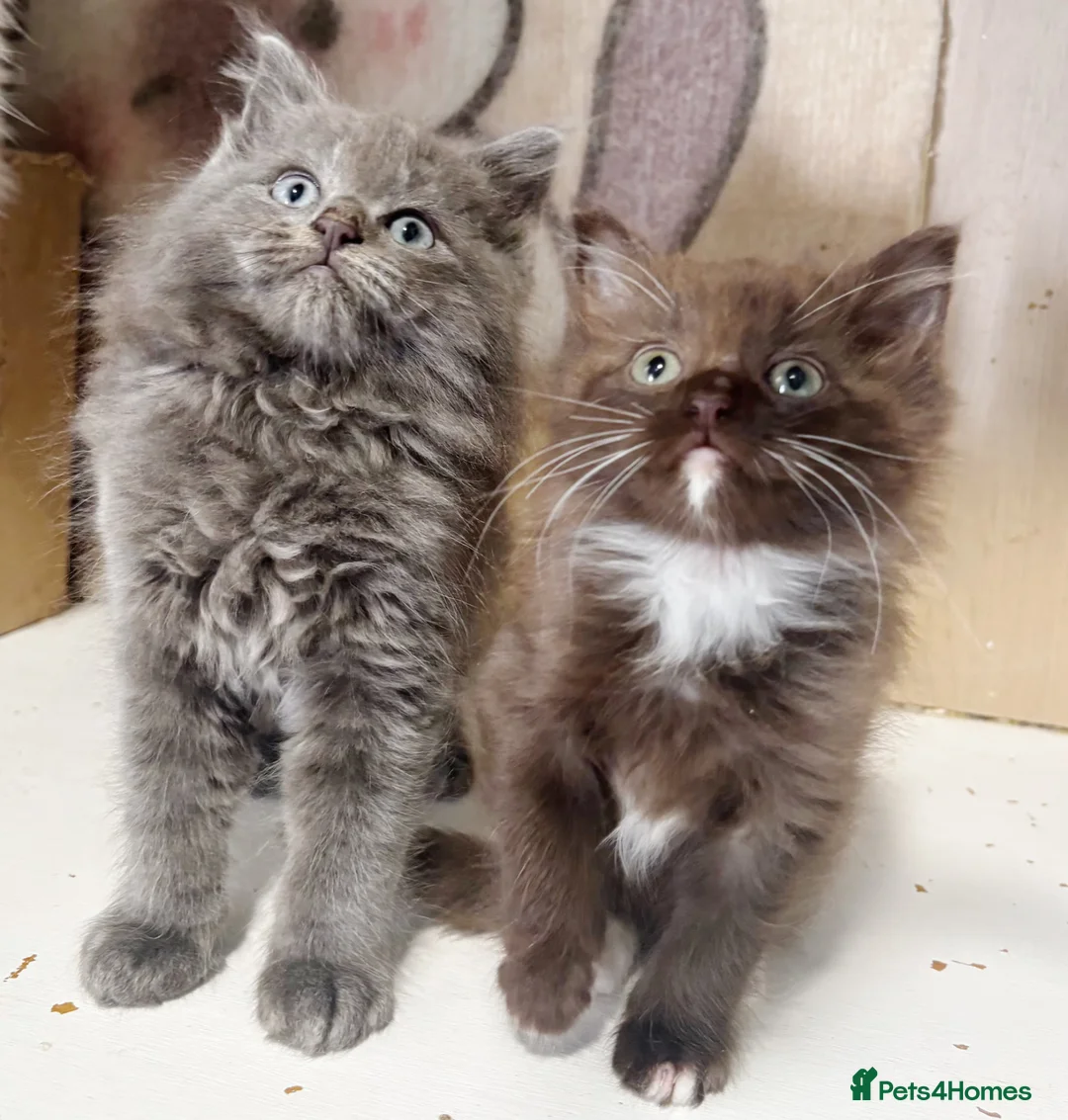 British Longhair cats for sale: Playful and beautiful kittens - Advert 1