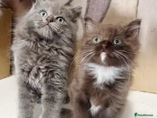 British Longhair cats Playful and beautiful kittens - Advert 2
