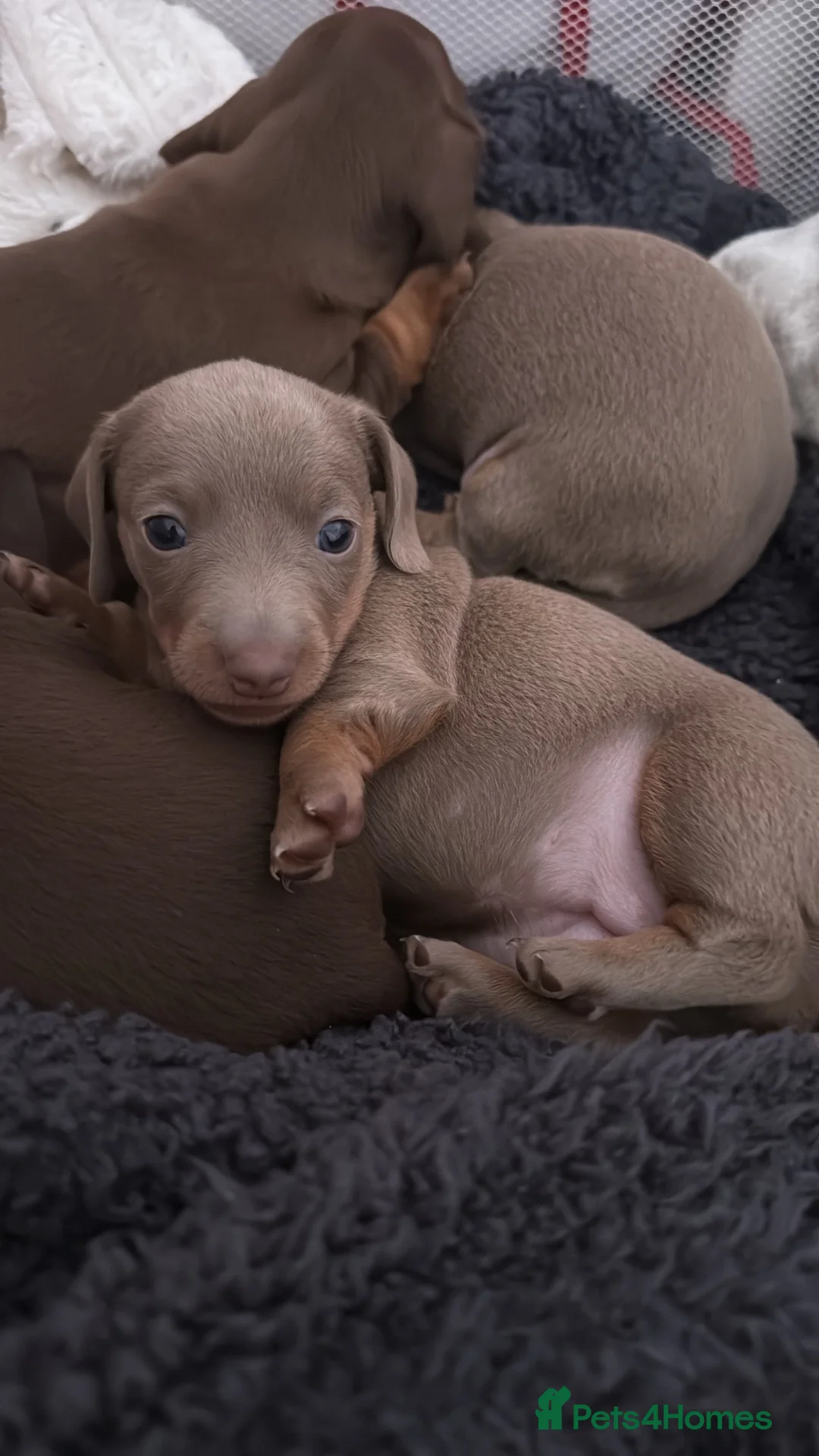 Miniature Dachshund dogs for sale: Miniature dachshund puppies  in Castleford - Advert 2