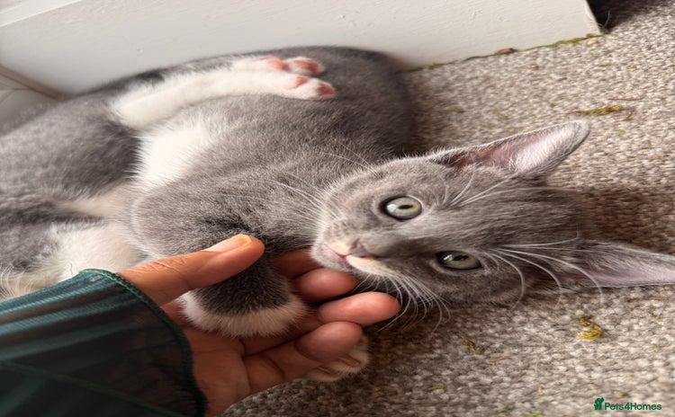 Russian Blue cats - Advert 1