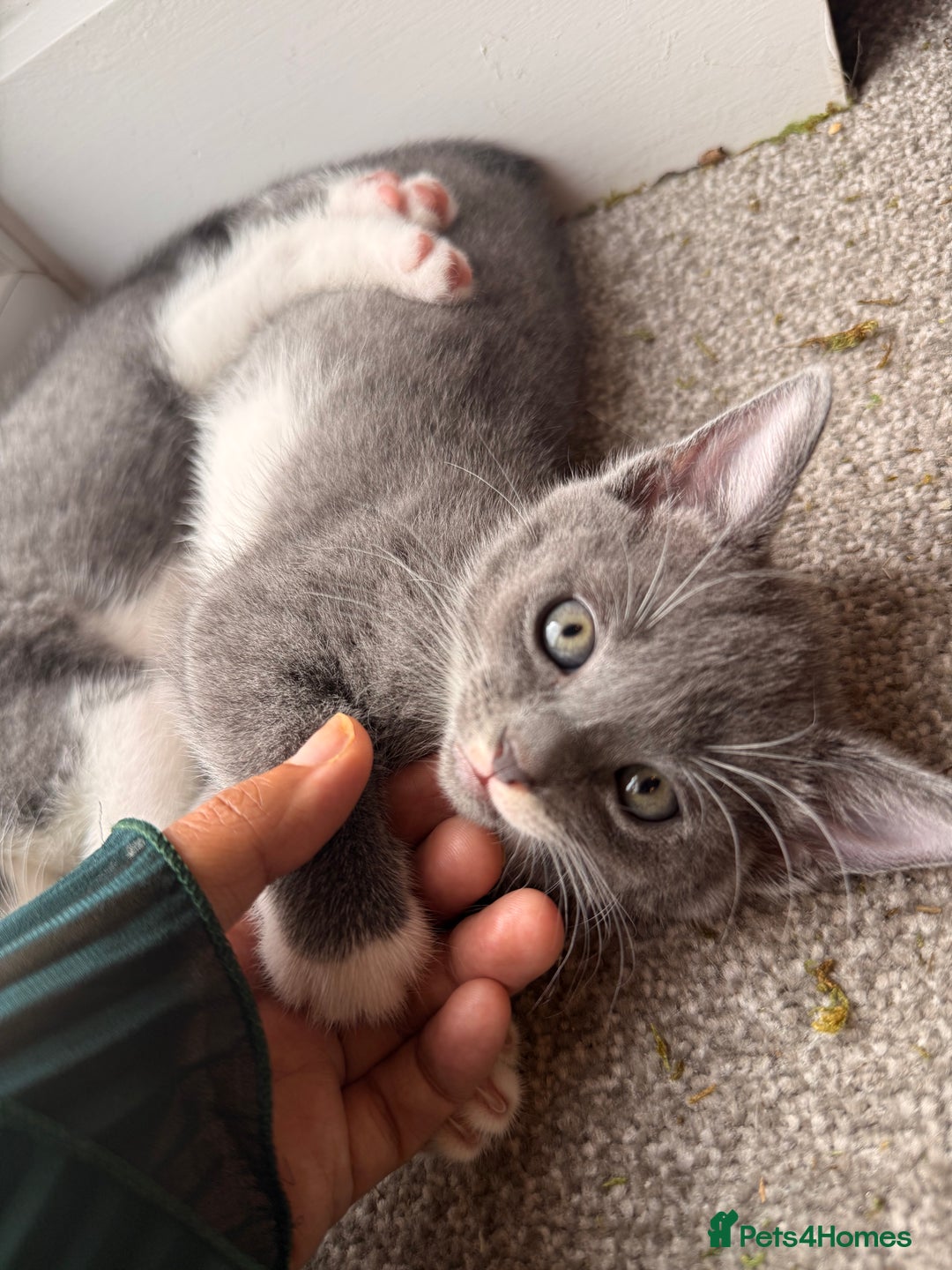 Russian Blue cats for sale: Russian Blue x Beautiful kittens  - Image 1