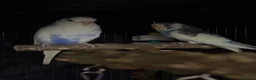 Budgerigars birds for sale: 2 male young budgies for sale  - Advert 2