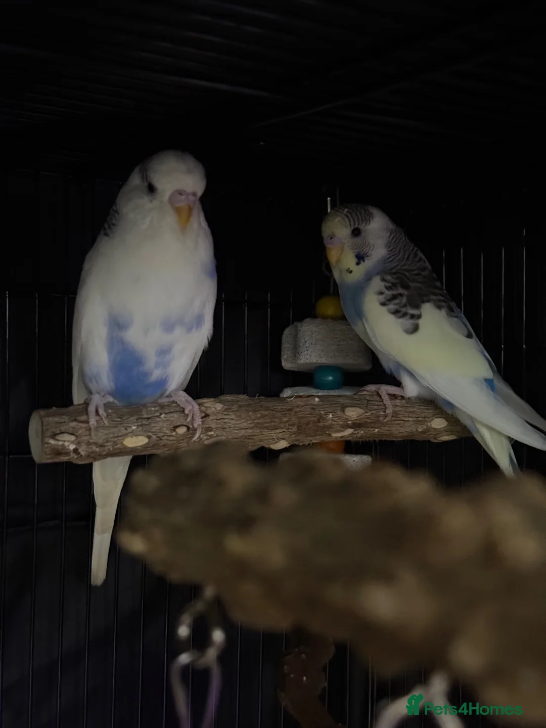 Budgerigars birds for sale: 2 male young budgies for sale  - Advert 2