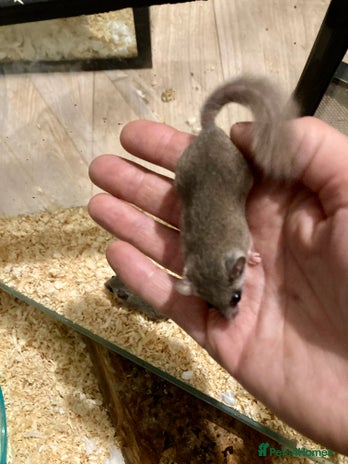 Mouse rodents - Advert 5