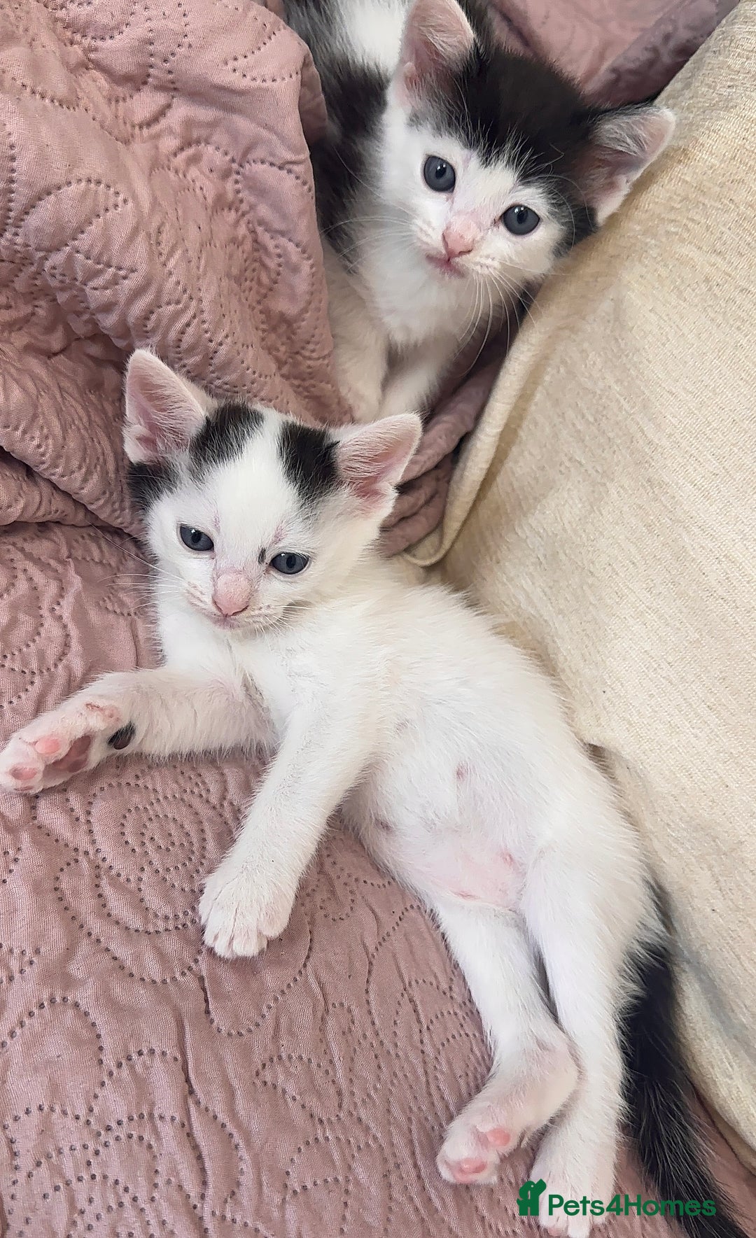 Ragdoll cats for sale: ✨ Three Gorgeous Long-Haired Ragdoll Mix Kittens ✨ - Image 8