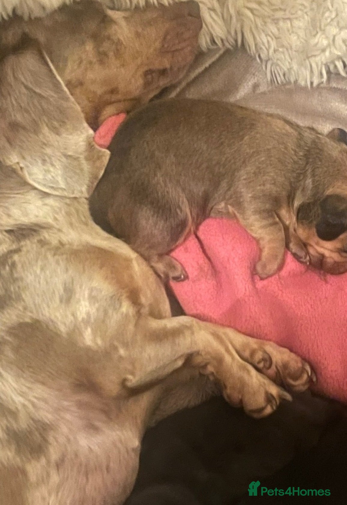 Dachshund dogs Dachshund Puppys - Advert 4