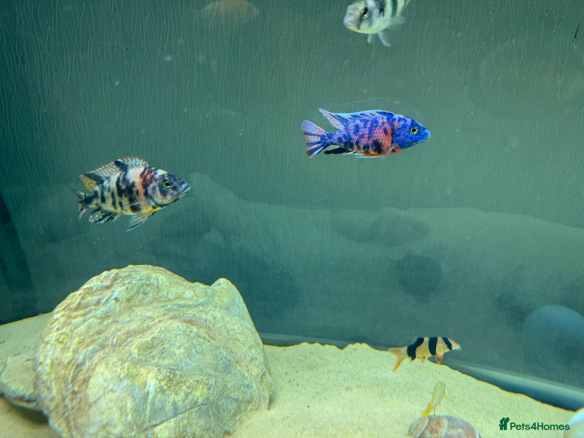 Cichlids fish Peacock Marble cichlids - Advert 13